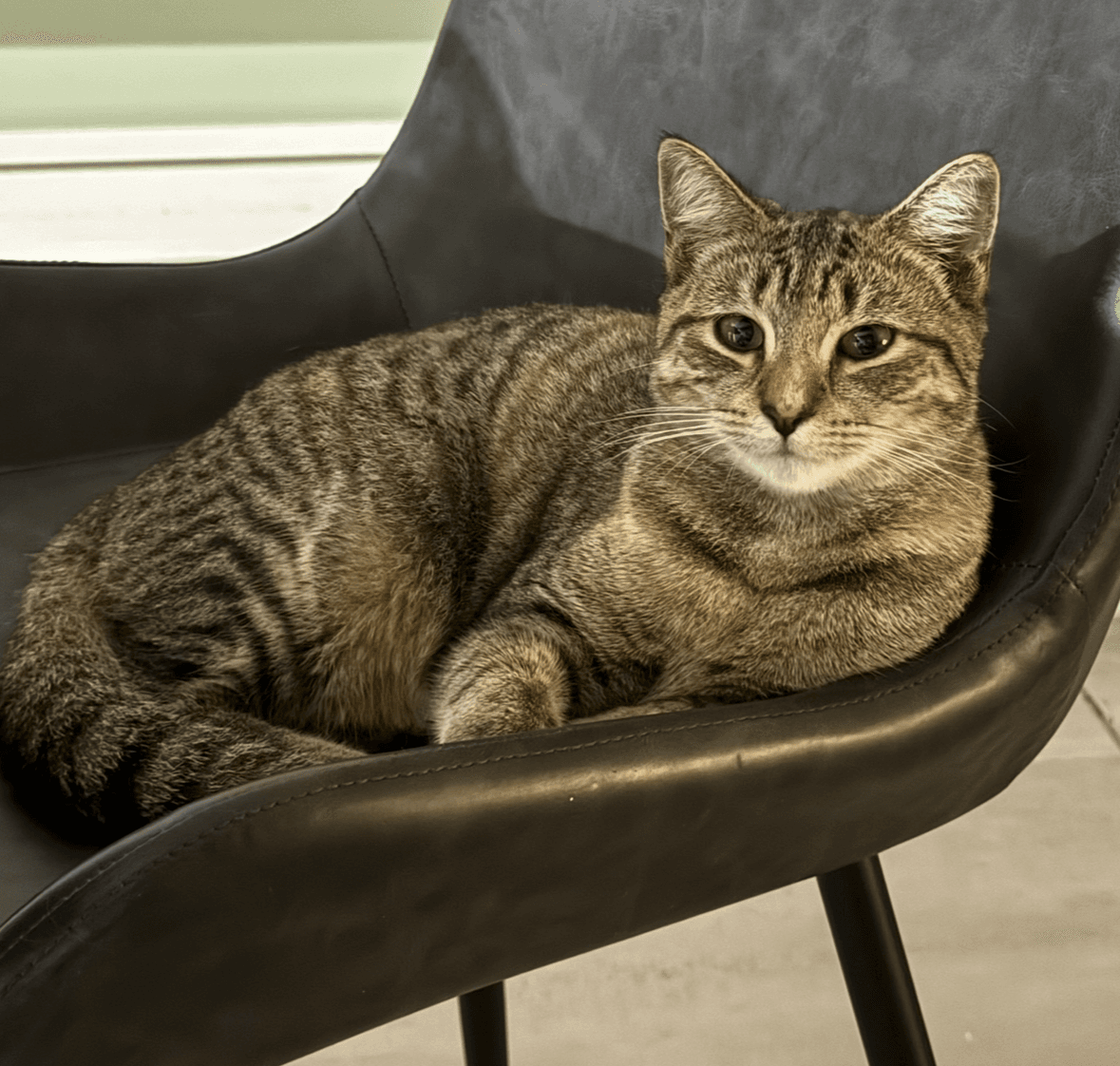 Tiny Whiney - DSH available for adoption in Sydney