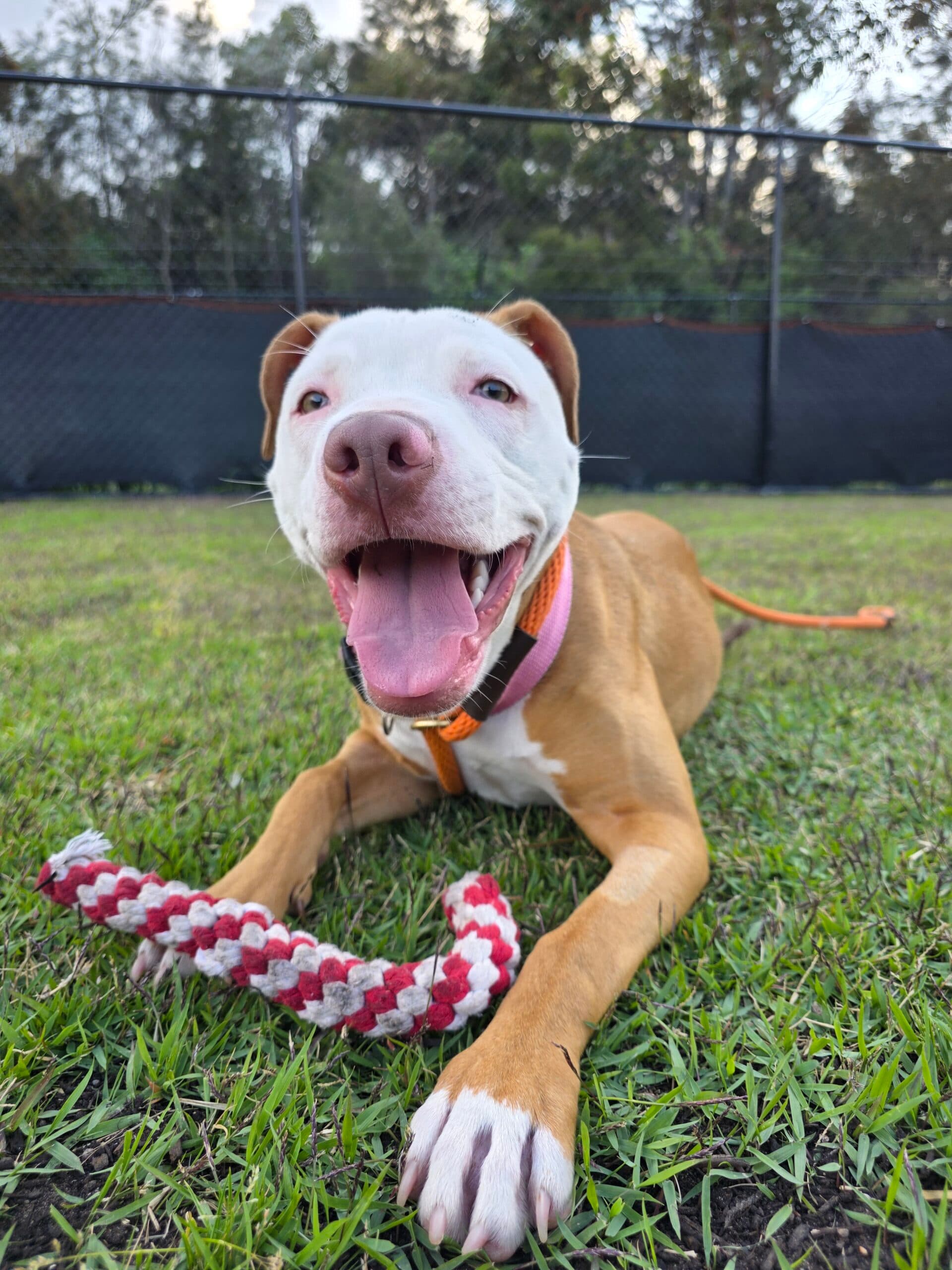 Diamond - Staffordshire Bull Terrier available for adoption at Sydney Dogs and Cats Home in Sydney
