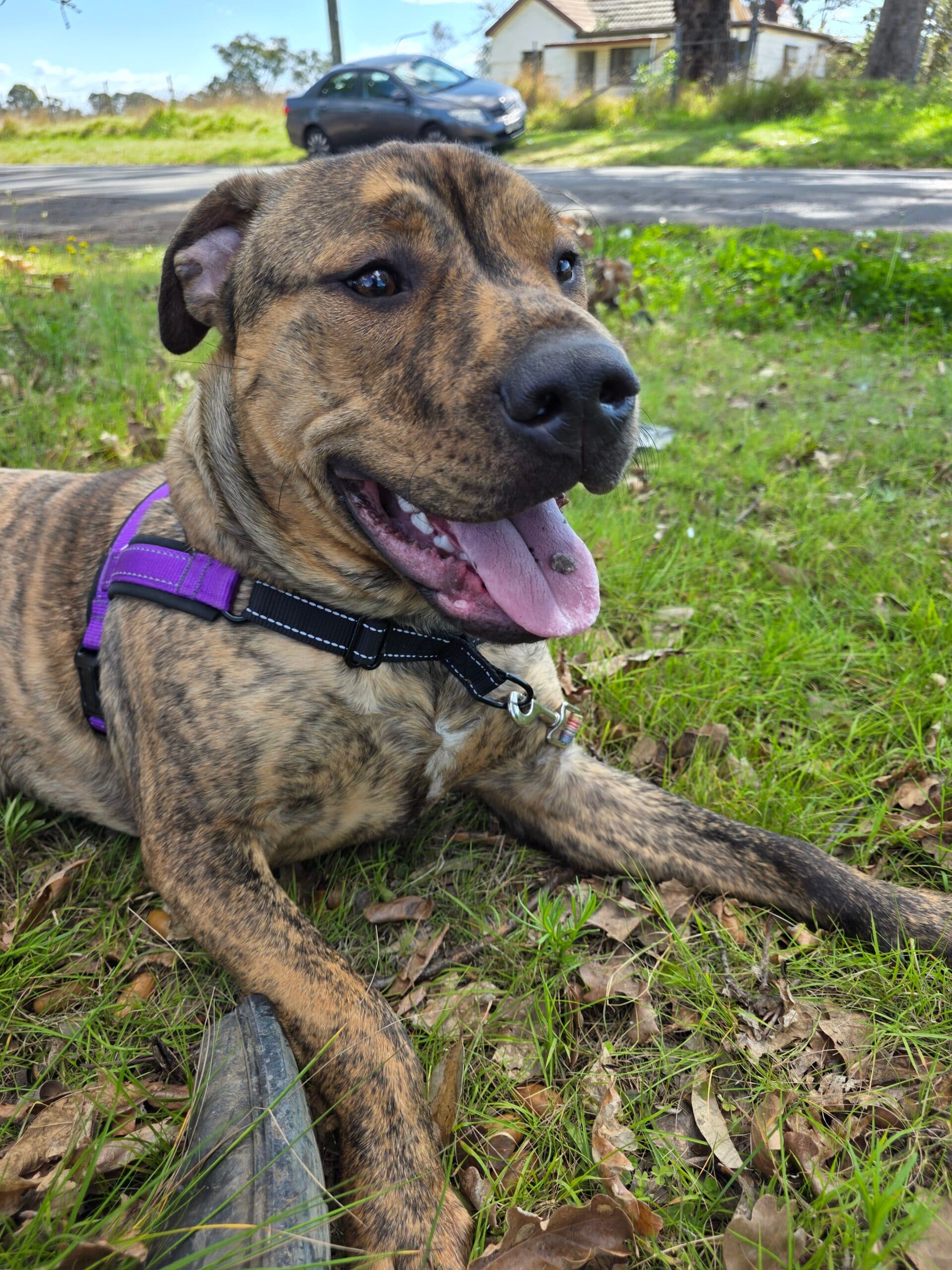 Joe - Staffy X Mastiff available for adoption in Sydney
