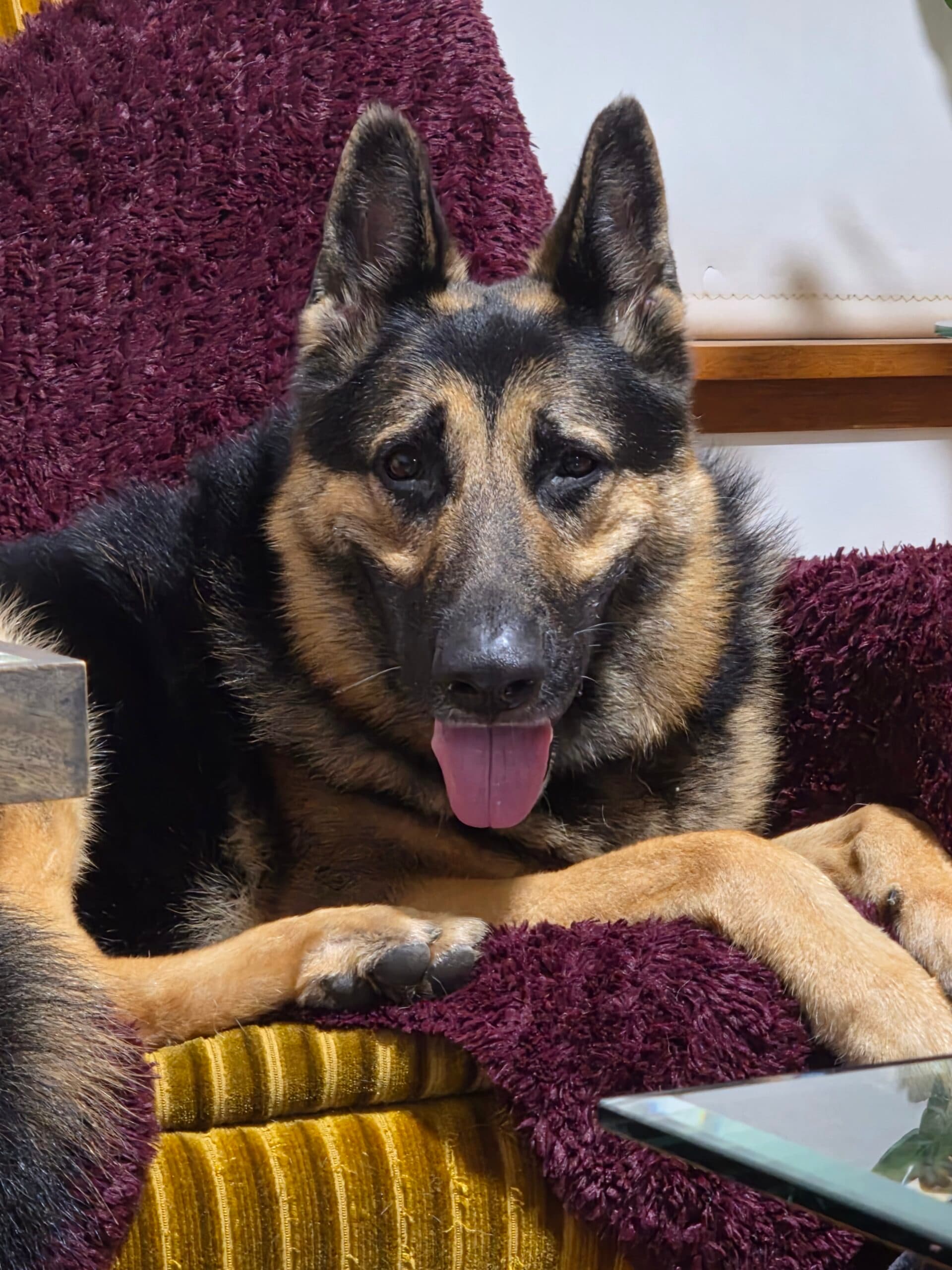 Lorenzo - German Shepherd available for adoption in Sydney