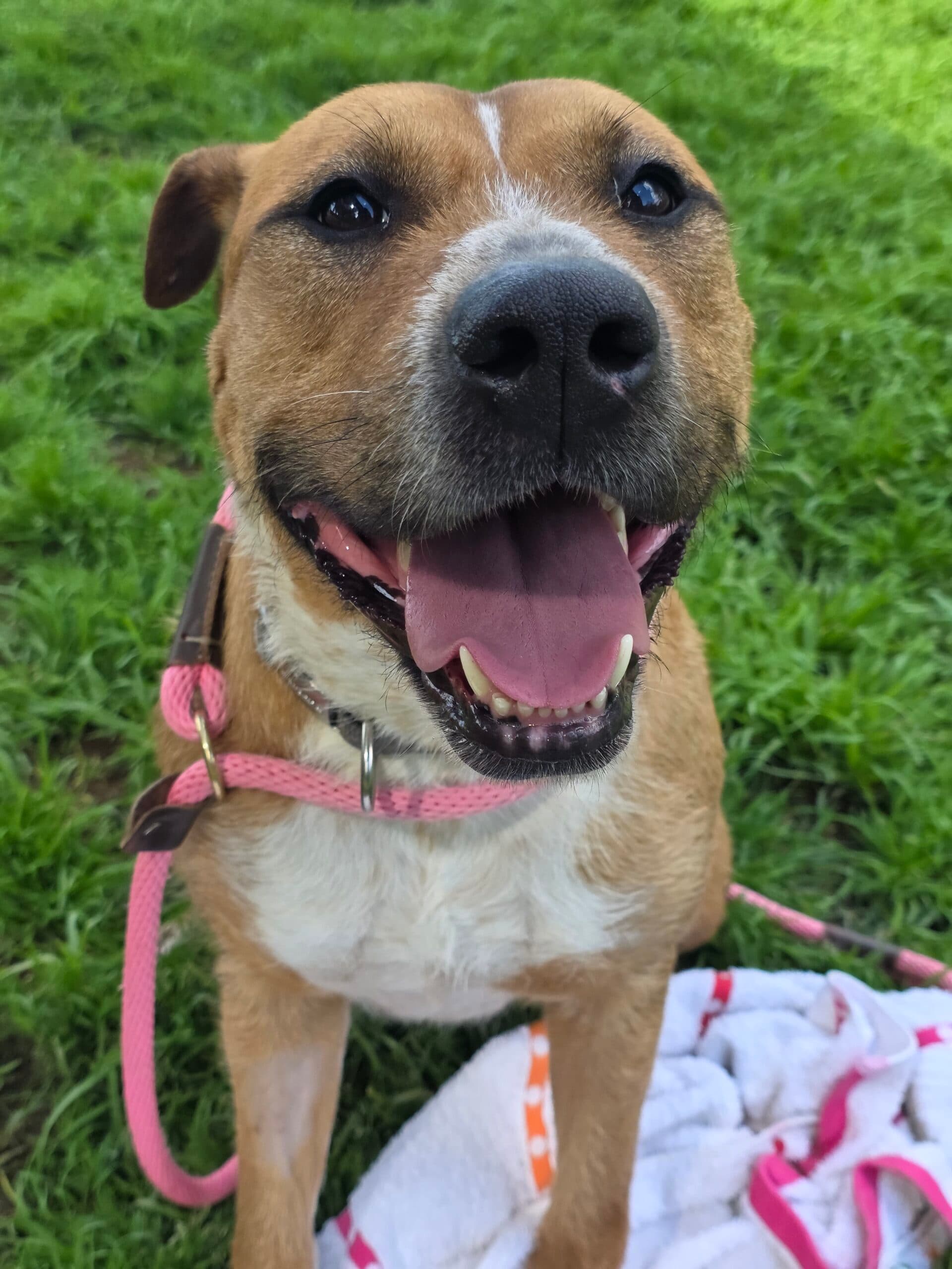 Peaches - Bull Terrier x available for adoption at Sydney Dogs and Cats Home in Sydney