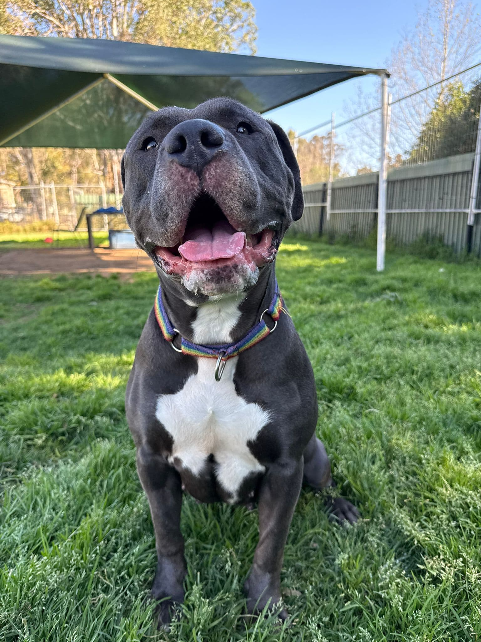 Princess - American Bulldog available for adoption at Sydney Dogs and Cats Home in Sydney