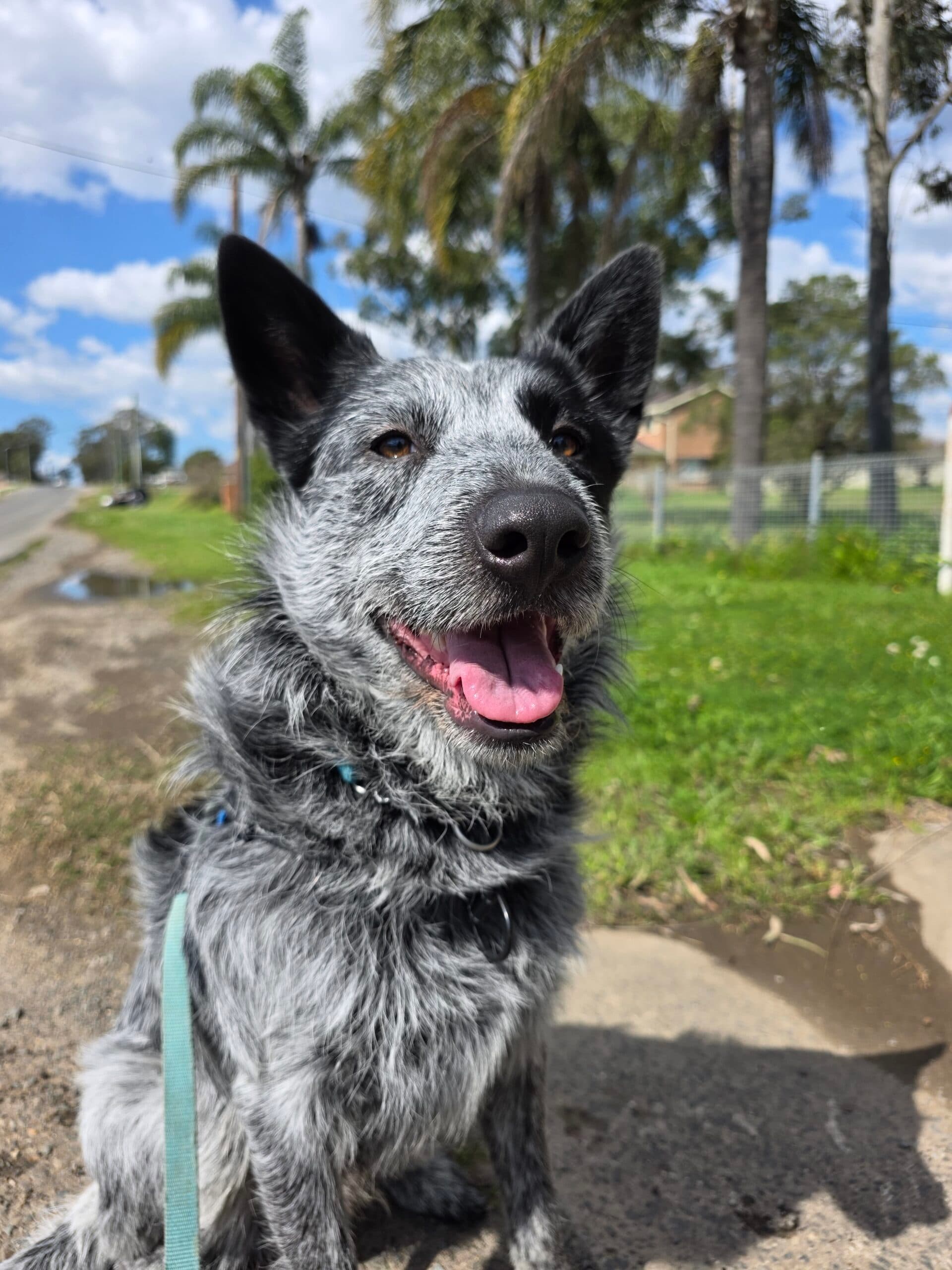 Ranger - Cattle Dog available for adoption at Sydney Dogs and Cats Home in Sydney