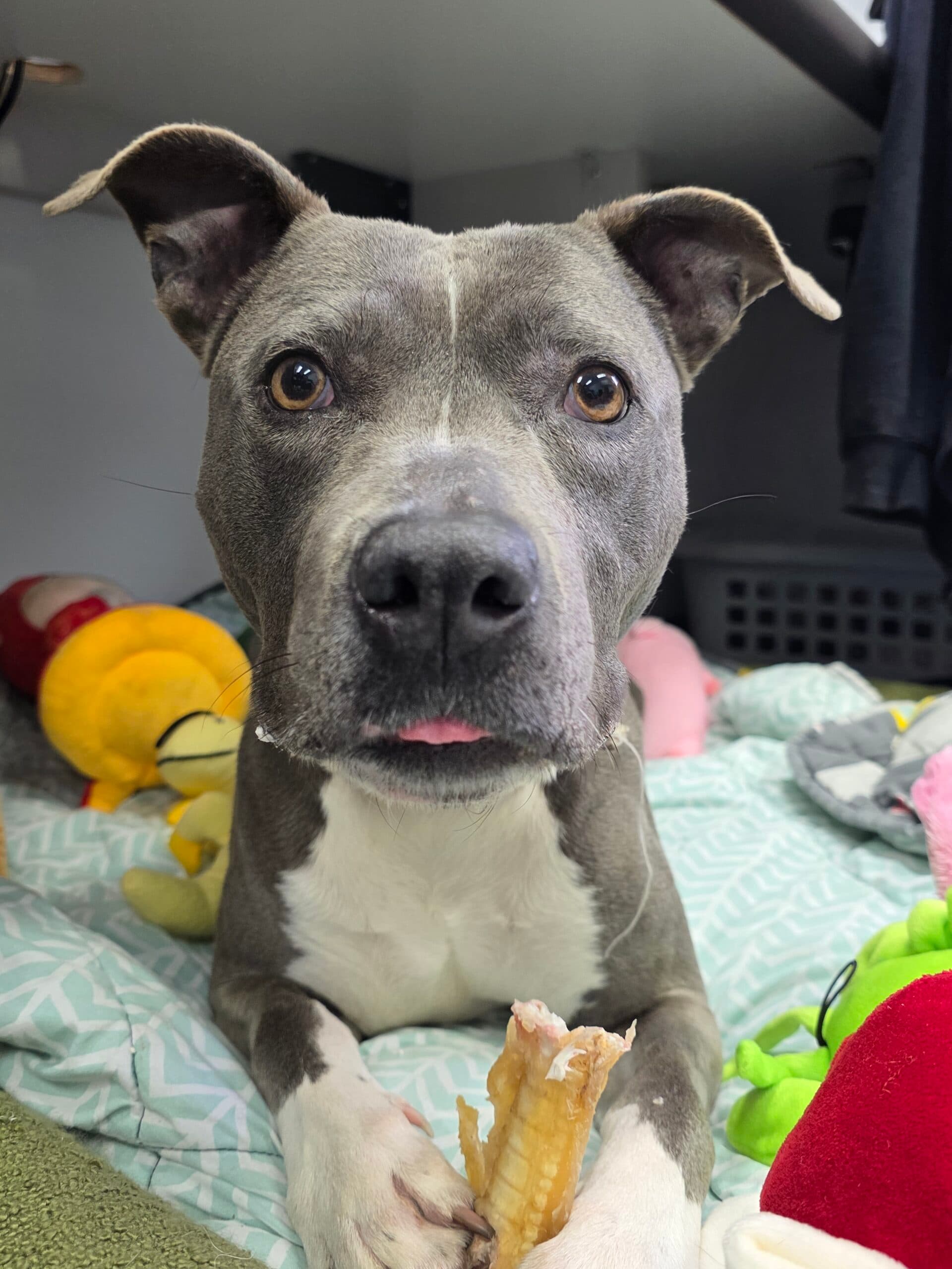 Stormy - Staffordshire Terrier available for adoption at Sydney Dogs and Cats Home in Sydney