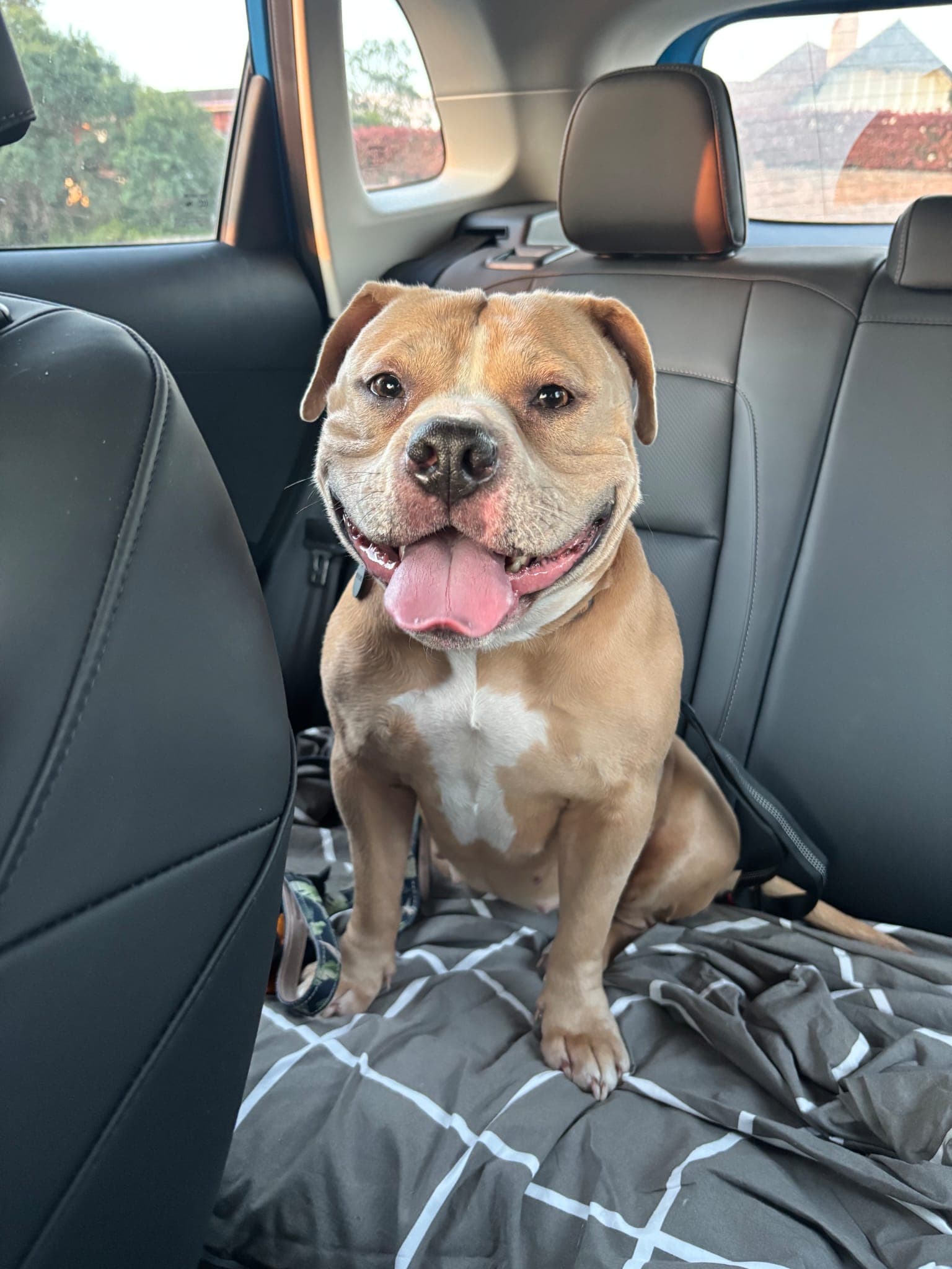 Blueberry - Staffordshire Bull Terrier available for adoption in Sydney