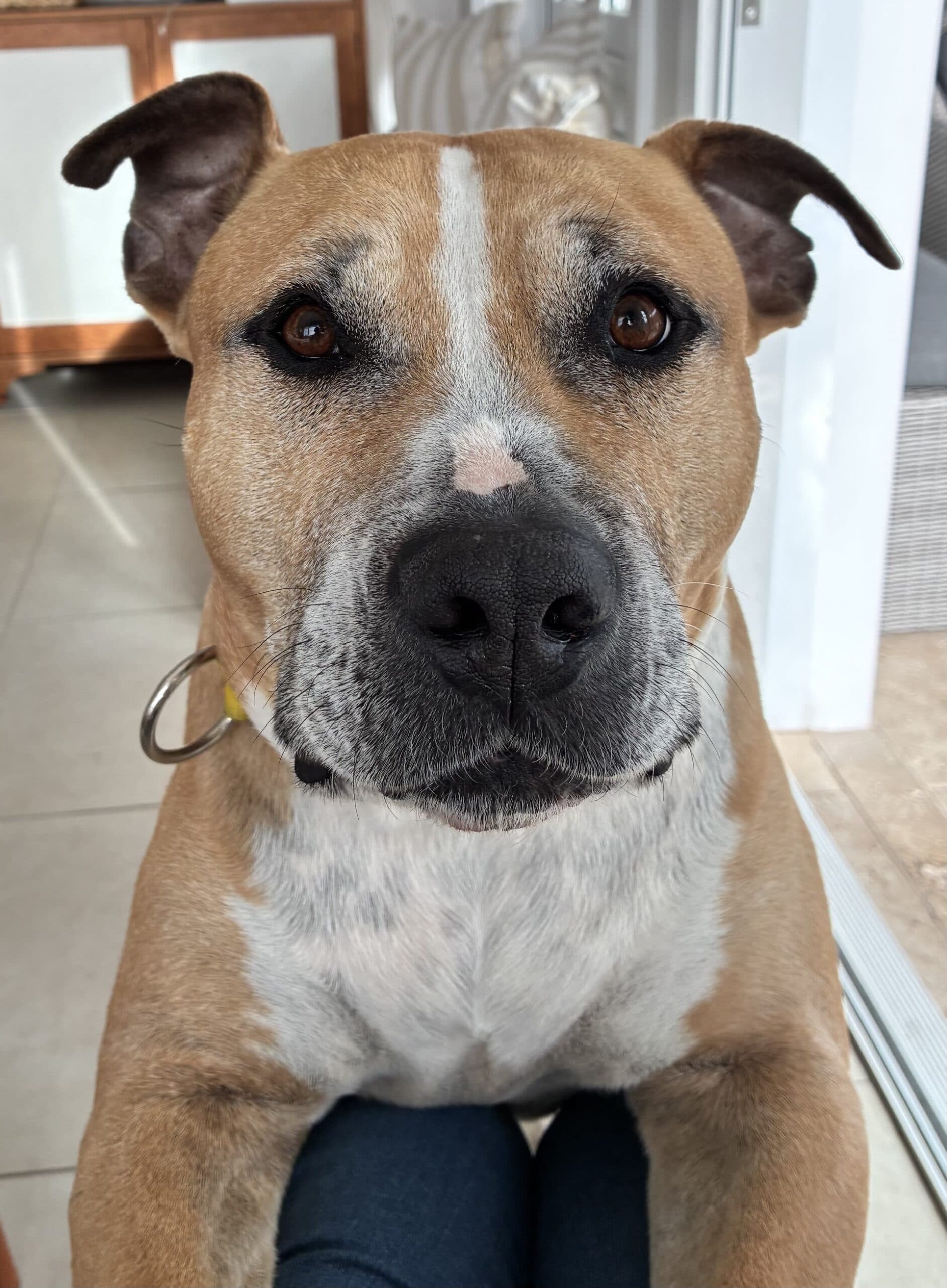 Coco - Staffordshire Terrier available for adoption in Sydney
