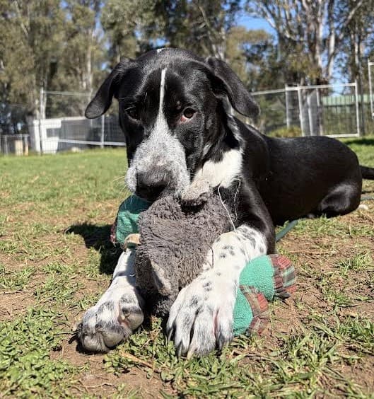 Dolly - Australian Cattle Dog X available for adoption at Sydney Dogs and Cats Home in Sydney
