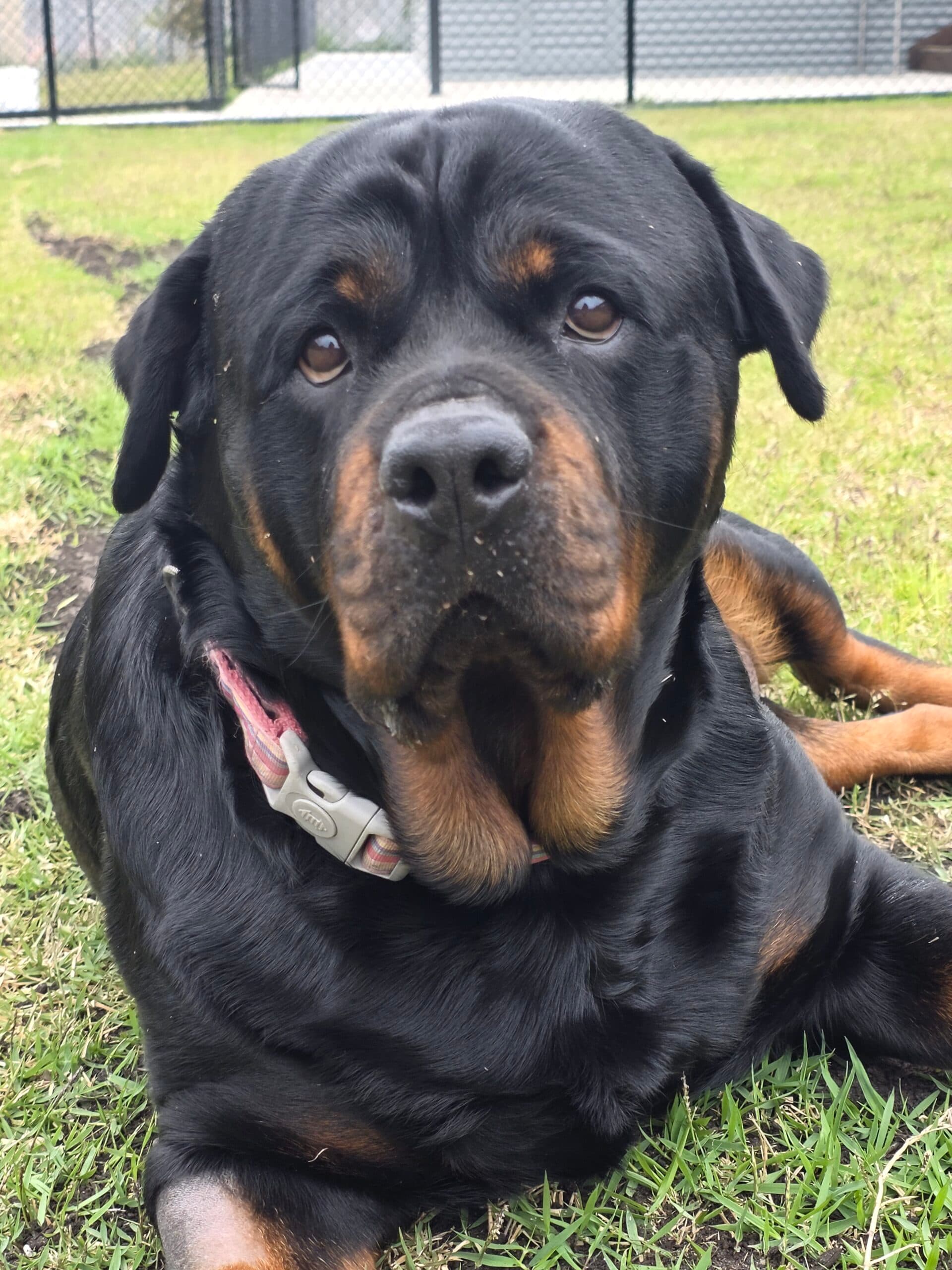 Luna - Rottweiler available for adoption at Sydney Dogs and Cats Home in Sydney