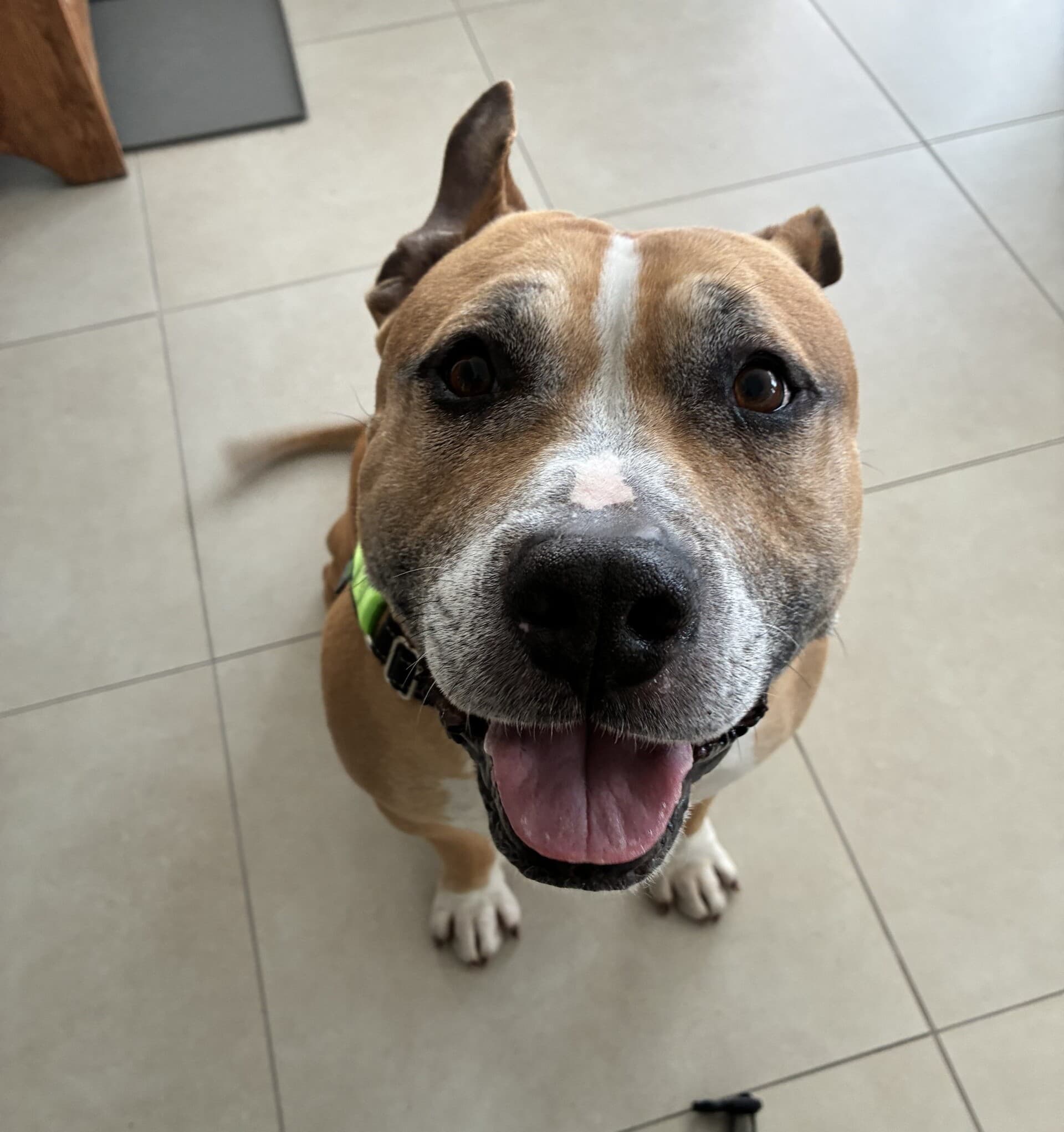 Coco - Staffordshire Terrier available for adoption in Sydney
