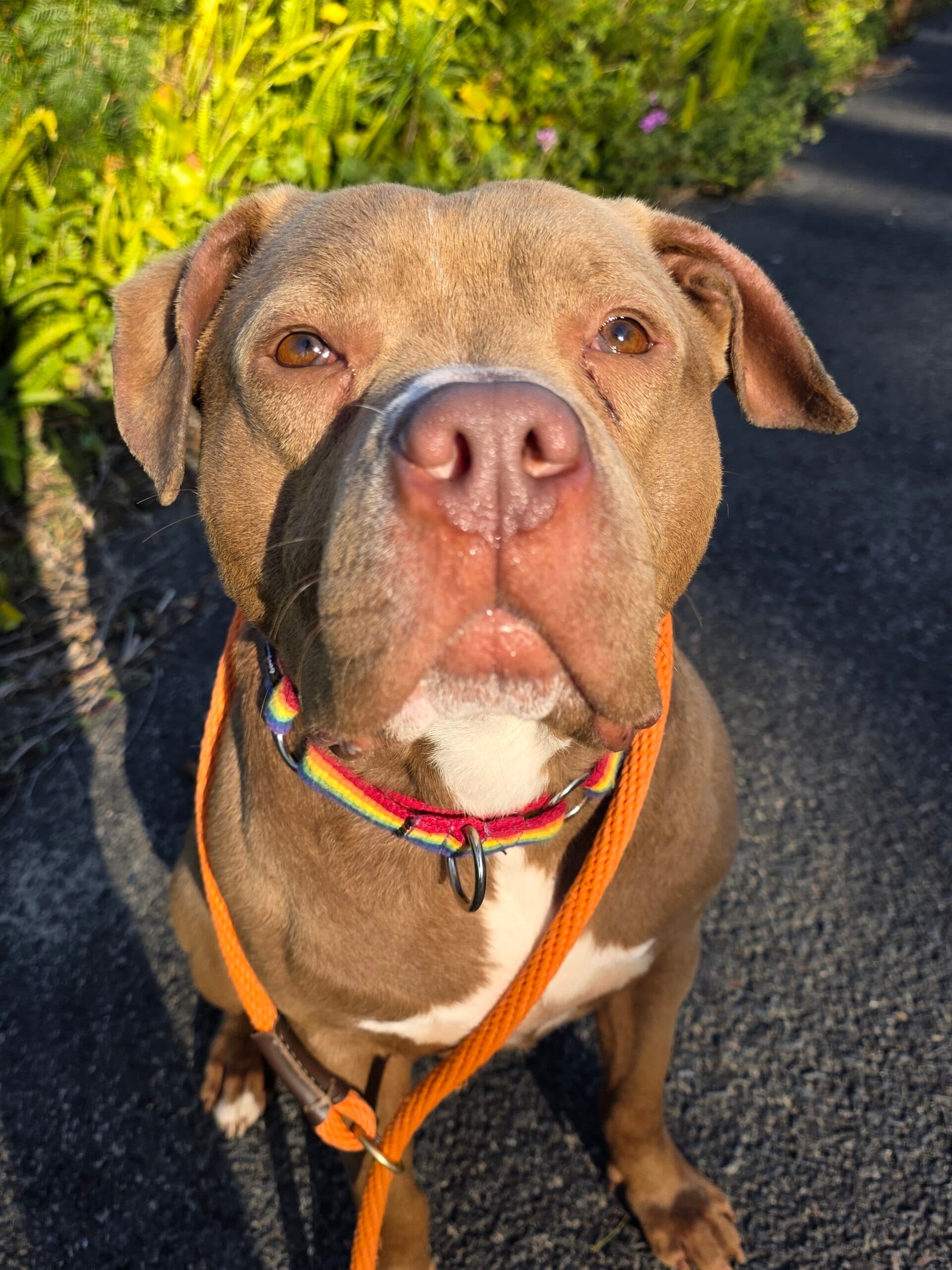 Franklin - American Staffy available for adoption at Sydney Dogs and Cats Home in Sydney