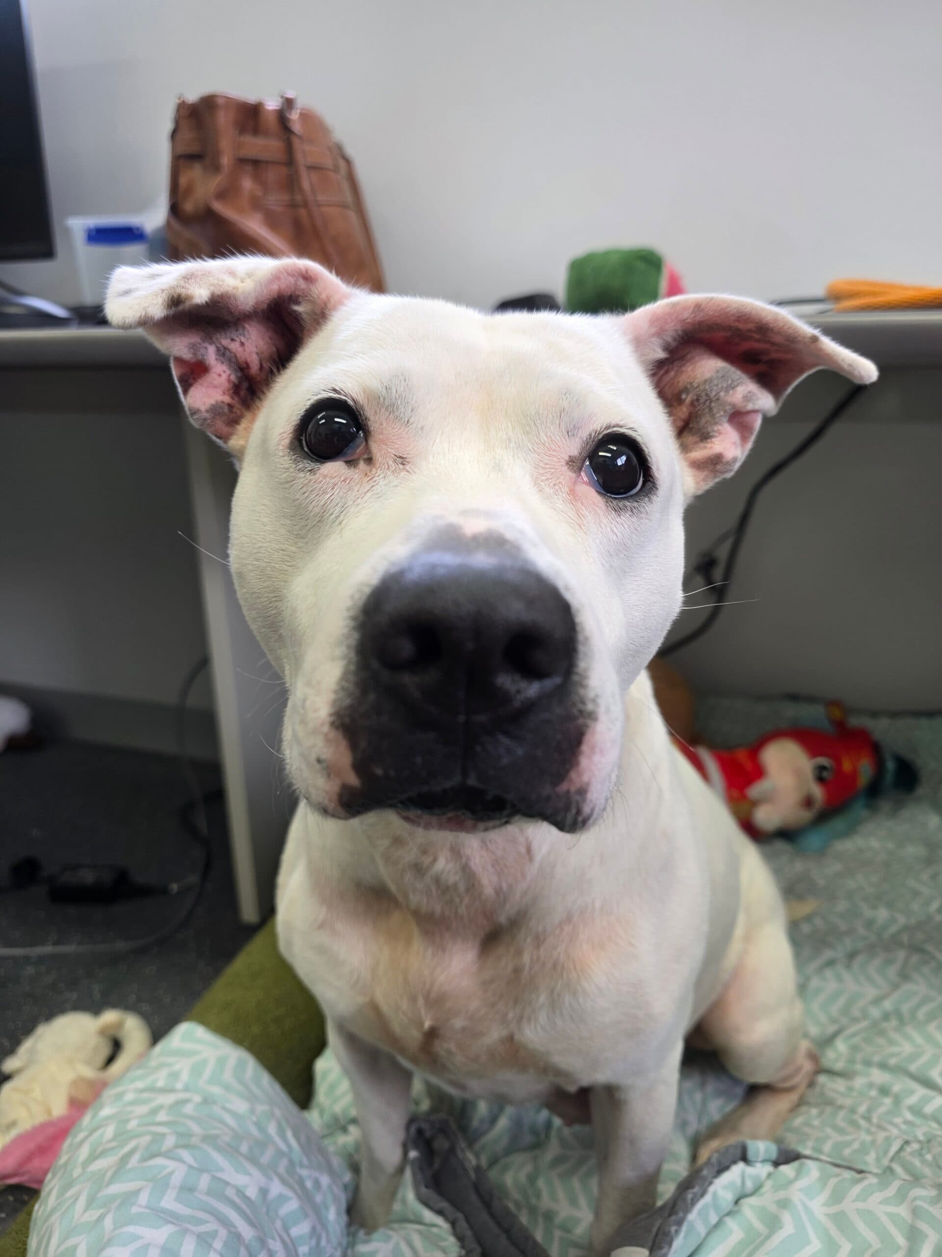 Maple - English Staffordshire Terrier available for adoption in Sydney