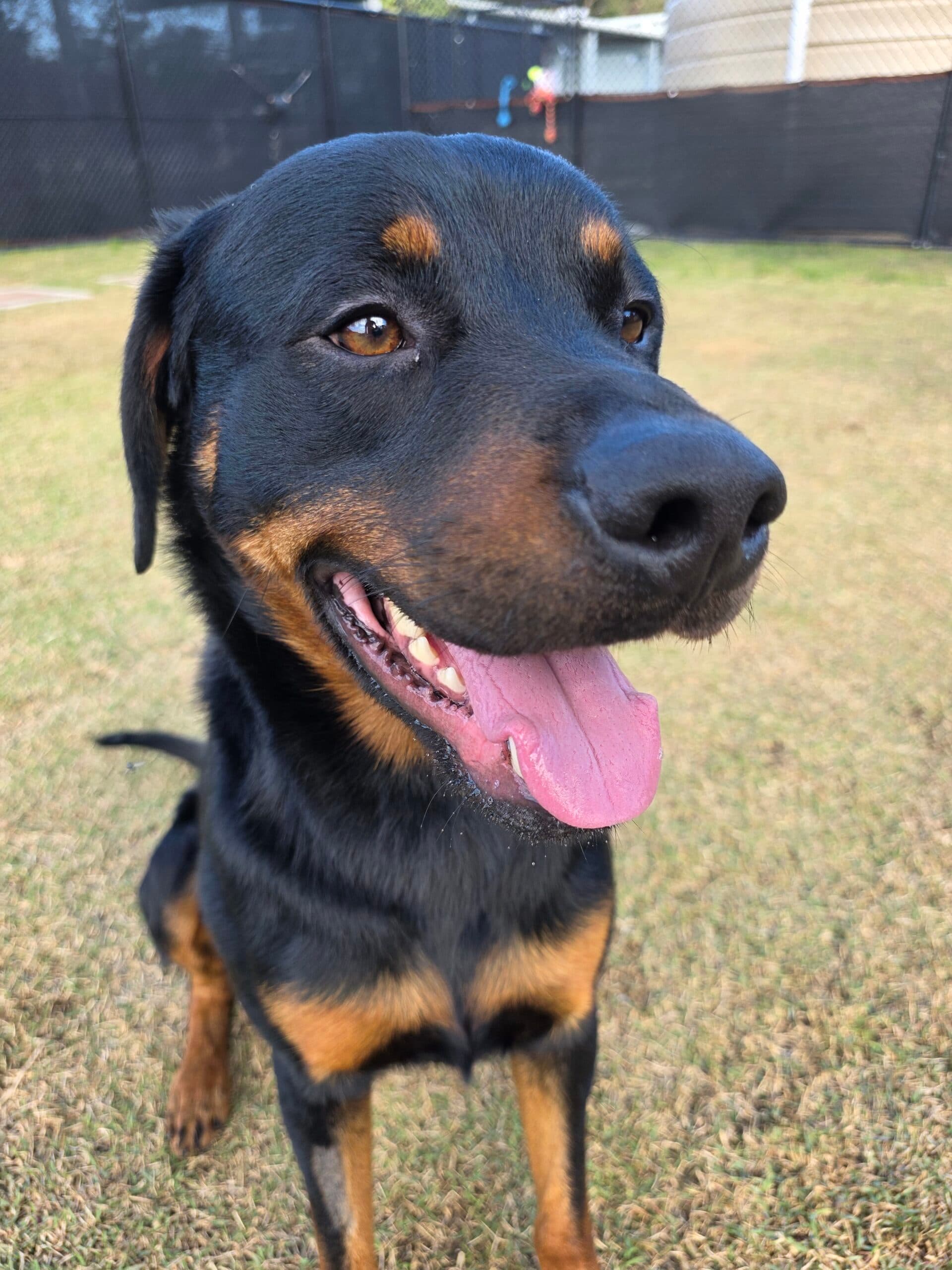 Zeus - Rottweiler X available for adoption at Sydney Dogs and Cats Home in Sydney