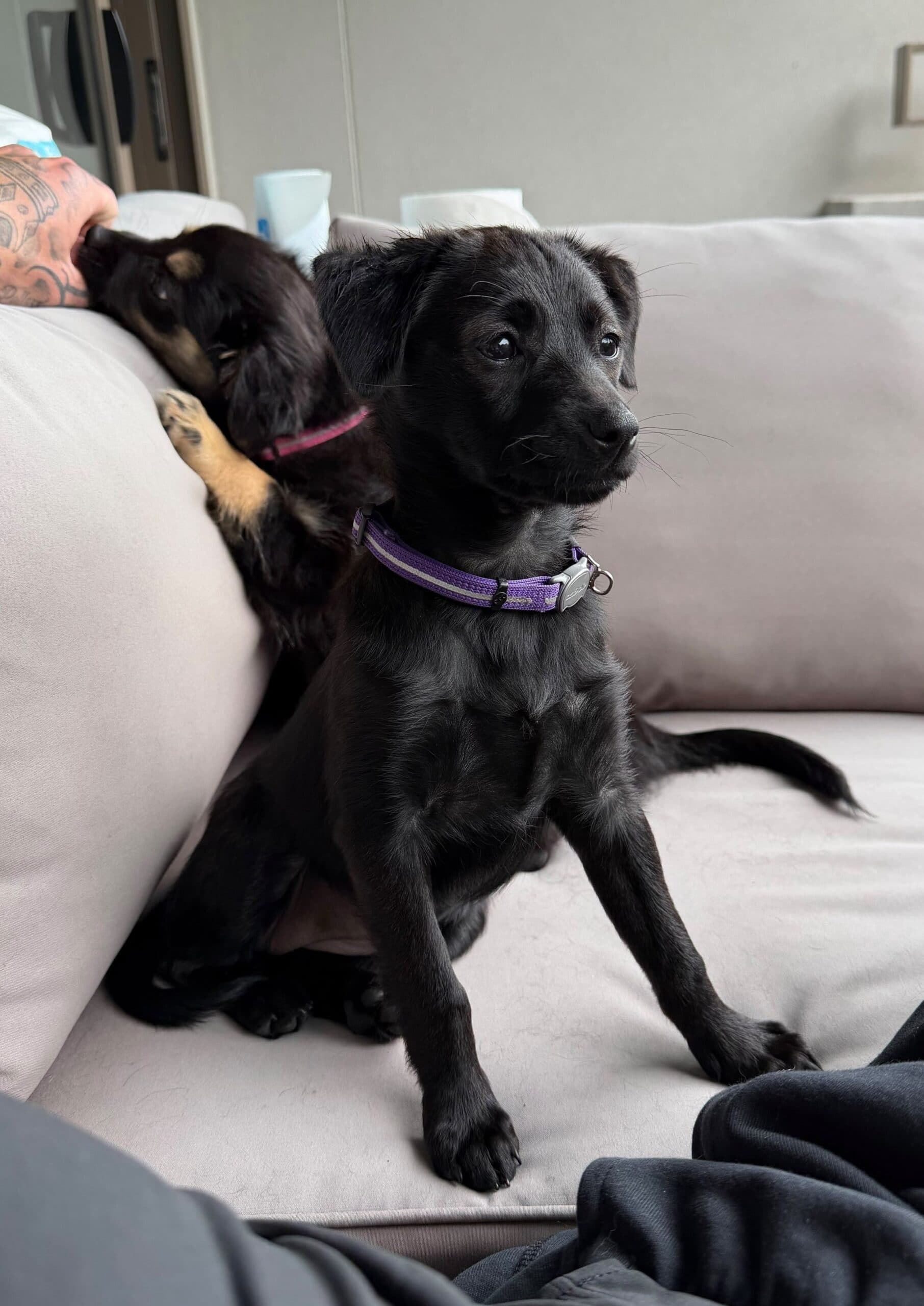 Alfie, Bonnie & Rascal - Terrier x available for adoption at Sydney Dogs and Cats Home in Sydney
