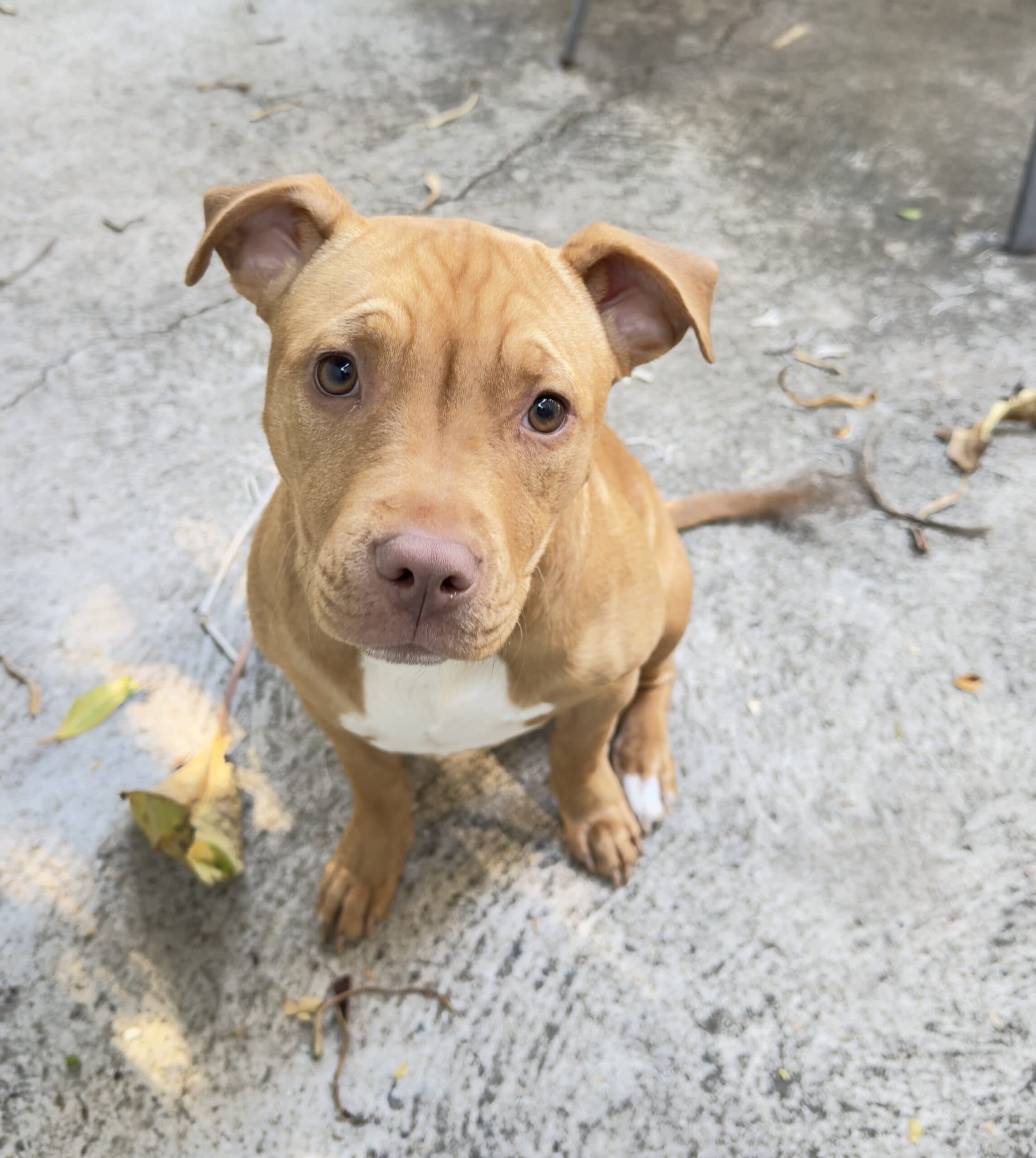 Judy Cinnamon - Sharpei x available for adoption at Sydney Dogs and Cats Home in Sydney