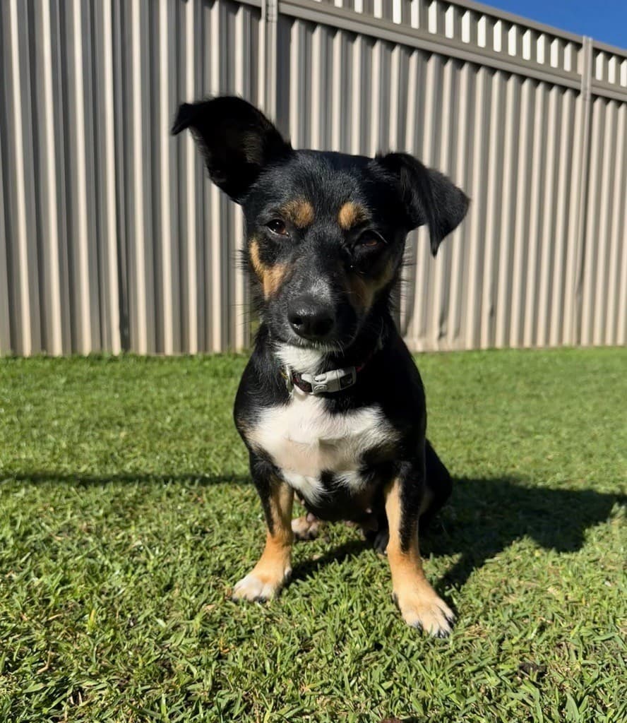 Crystal - Dachshund x available for adoption at Sydney Dogs and Cats Home in Sydney
