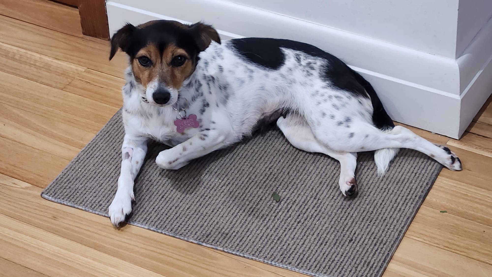 Lavender - Fox Terrier available for adoption at Sydney Dogs and Cats Home in Sydney