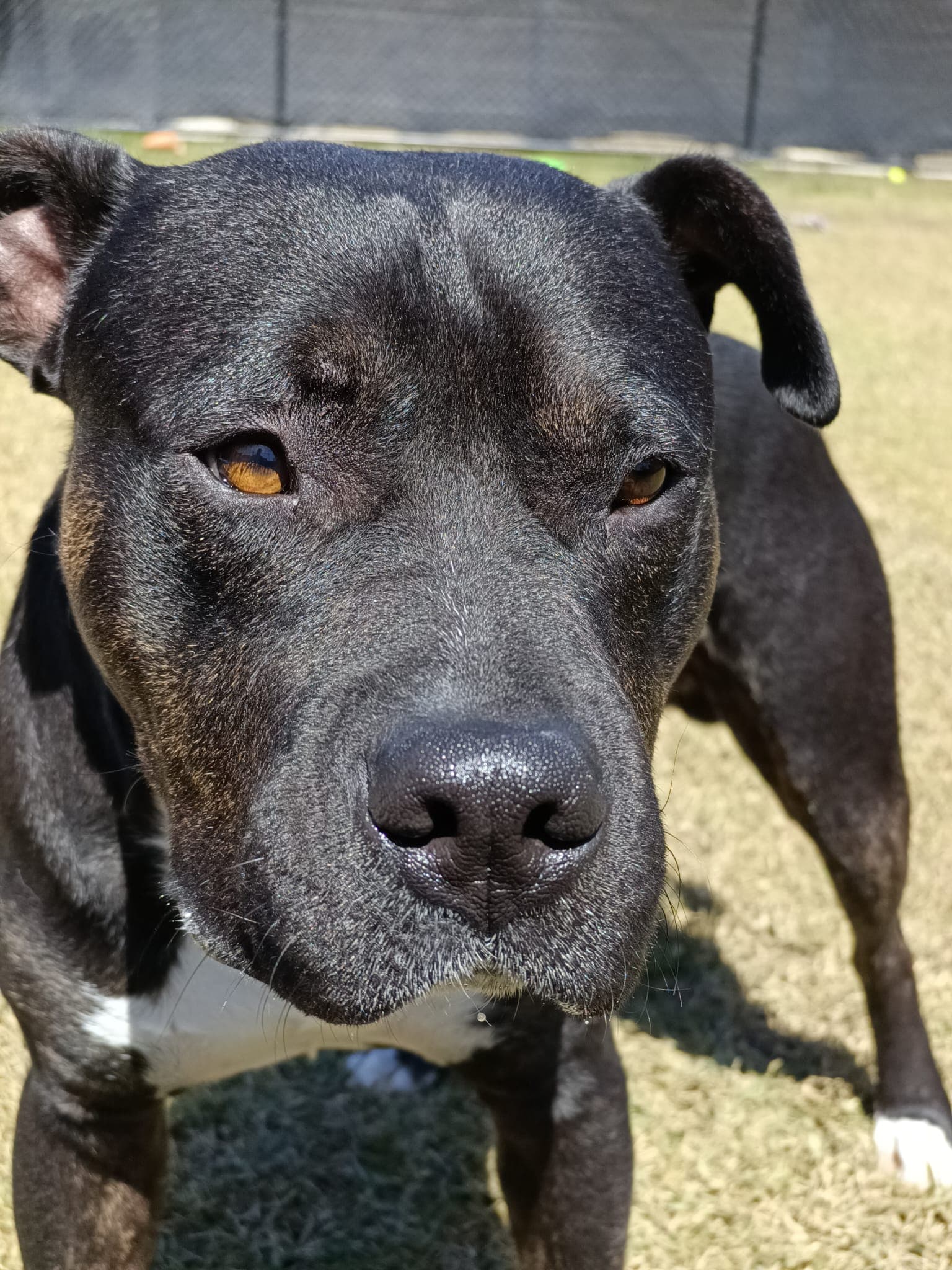 Jaxx - American Staffordshire Terrier available for adoption in Sydney