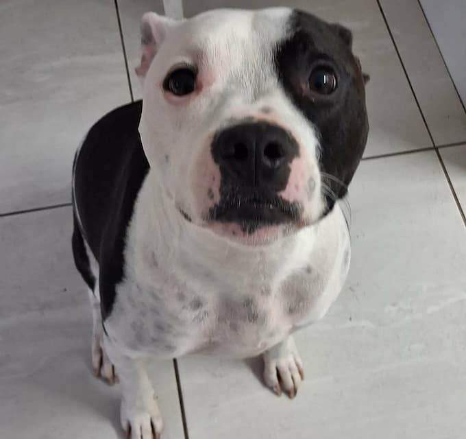 Harley and Hazel - Staffordshire Bull Terrier mixes available for adoption at Animals in Need Brisbane in Brisbane