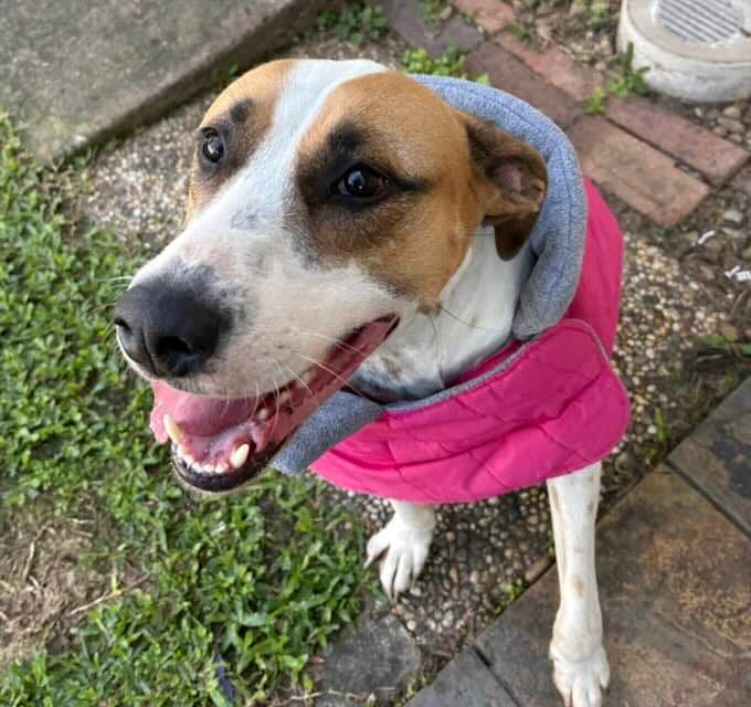 Willow - Mixed Breed available for adoption at Animals in Need Brisbane in Brisbane