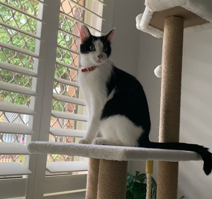 Ghost (Ghosty) - Domestic Short Hair cat available for adoption at Animals in Need Brisbane in Brisbane