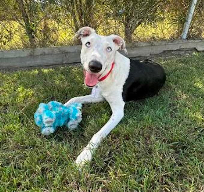 Pixie - Border Collie Whippet mix available for adoption in Sydney