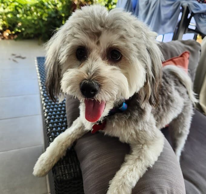 Archie - Shih Tzu Poodle mix available for adoption in Sydney