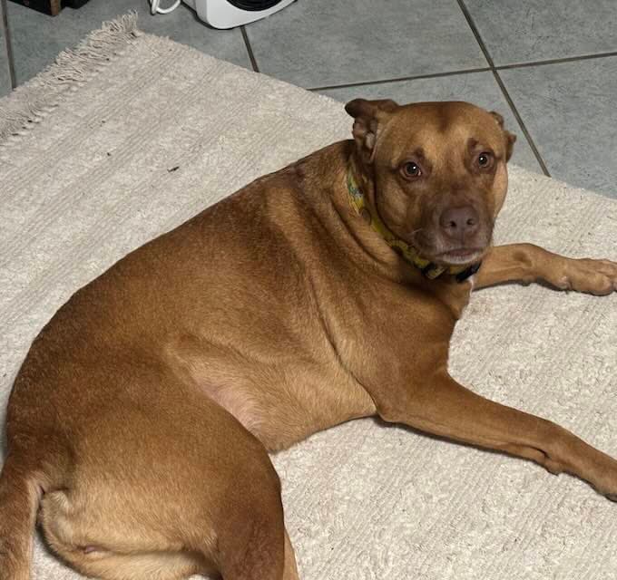 Lucy Lou - Staffordshire Terrier Ridgeback mix available for adoption at Animals in Need Brisbane in Brisbane