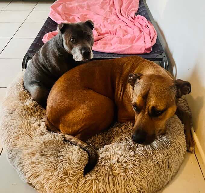 Lily and Tazi - English Staffy and Ridgeback mix available for adoption at Animals in Need Brisbane in Brisbane