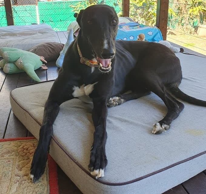 Bob - Greyhound available for adoption at Animals in Need Brisbane in Brisbane