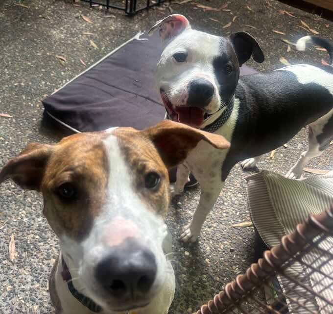Harley and Hazel - Staffordshire Bull Terrier mixes available for adoption at Animals in Need Brisbane in Brisbane