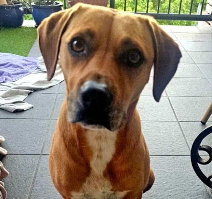 Harvey Elliot - Beagle Staffy mix available for adoption at Animals in Need Brisbane in Brisbane