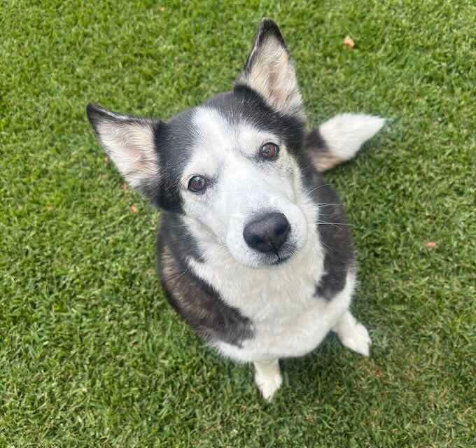 Mia - Siberian Husky Border Collie mix available for adoption at Animals in Need Brisbane in Brisbane