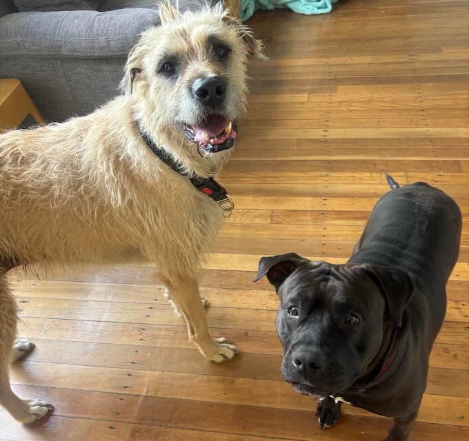 Molly and Romeo - Wolfhound and Staffy available for adoption at Animals in Need Brisbane in Brisbane