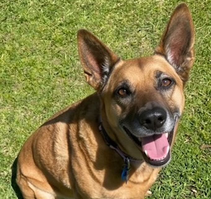 Olly - Australian Cattle Dog Mix available for adoption at Animals in Need Brisbane in Brisbane