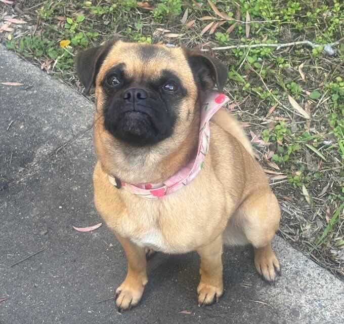Piglet - Pug mix available for adoption in Brisbane