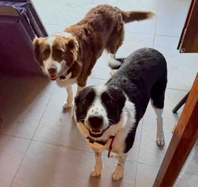 Ruthie and Tucker - Border Collie available for adoption at Animals in Need Brisbane in Brisbane