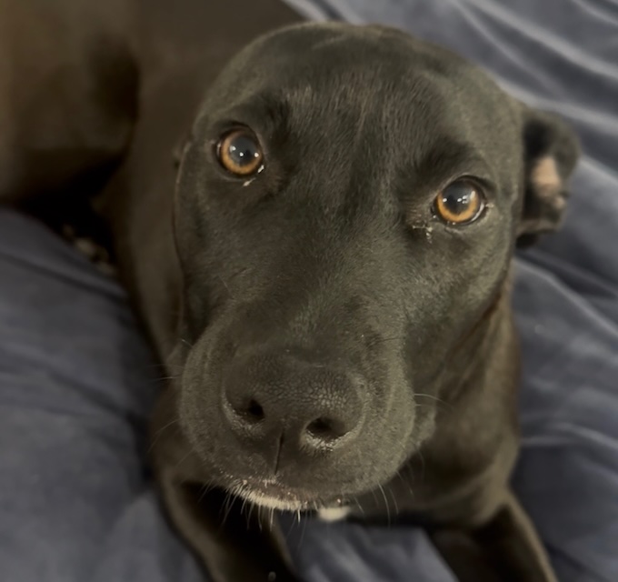 Coco - Greyhound Staffy mix available for adoption at Animals in Need Brisbane in Brisbane