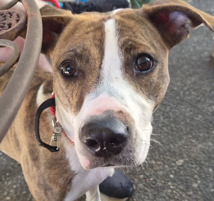 Hazel - Staffordshire Bull Terrier Mix available for adoption at Animals in Need Brisbane in Brisbane