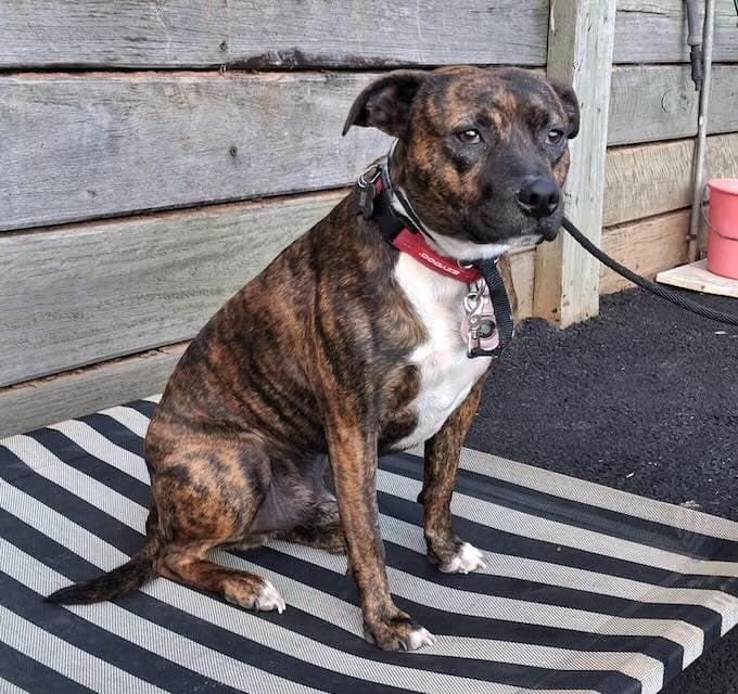 Lil Guy - Staffordshire Bull Terrier Mix available for adoption at Animals in Need Brisbane in Brisbane