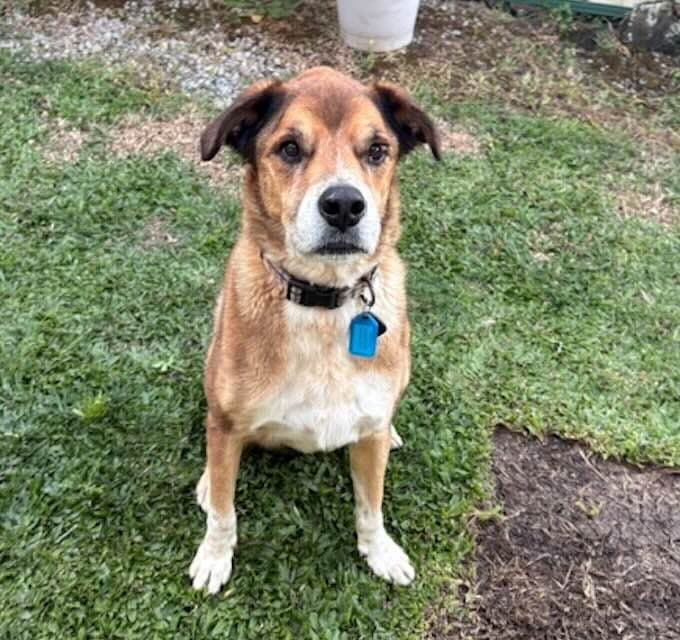 Manny - Mixed Breed available for adoption at Animals in Need Brisbane in Brisbane