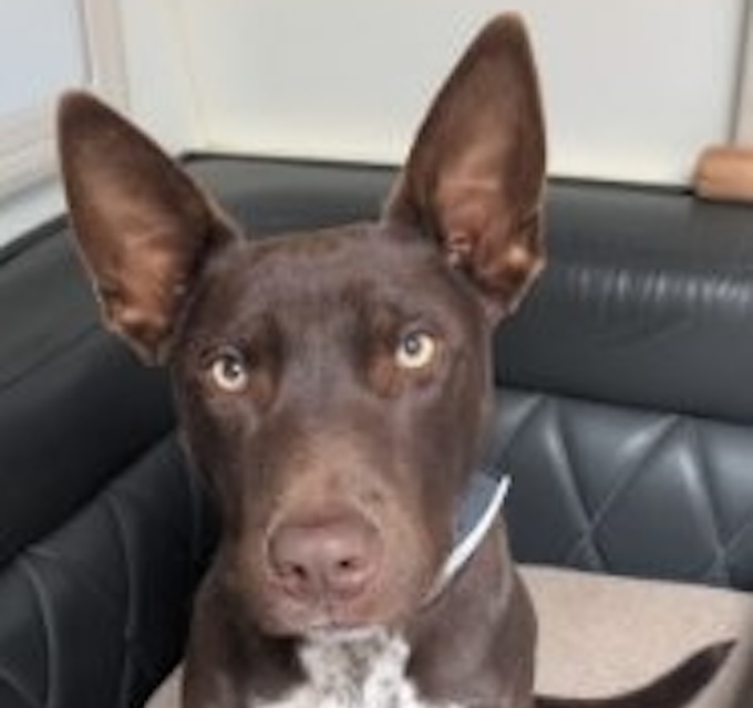 Max - Kelpie mix available for adoption at Animals in Need Brisbane in Brisbane