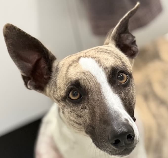 Whiskey - Whippett available for adoption at Animals in Need Brisbane in Brisbane