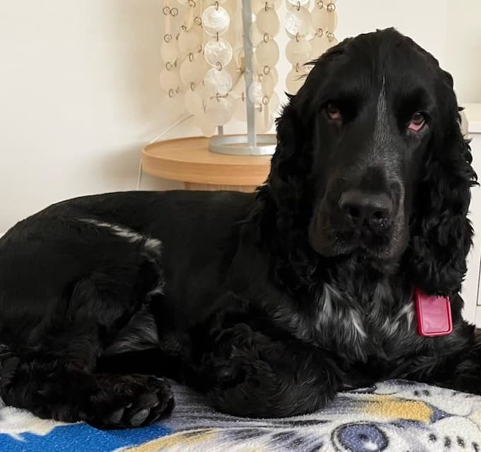 Whiskey - Cocker Spaniel available for adoption at Animals in Need Brisbane in Brisbane