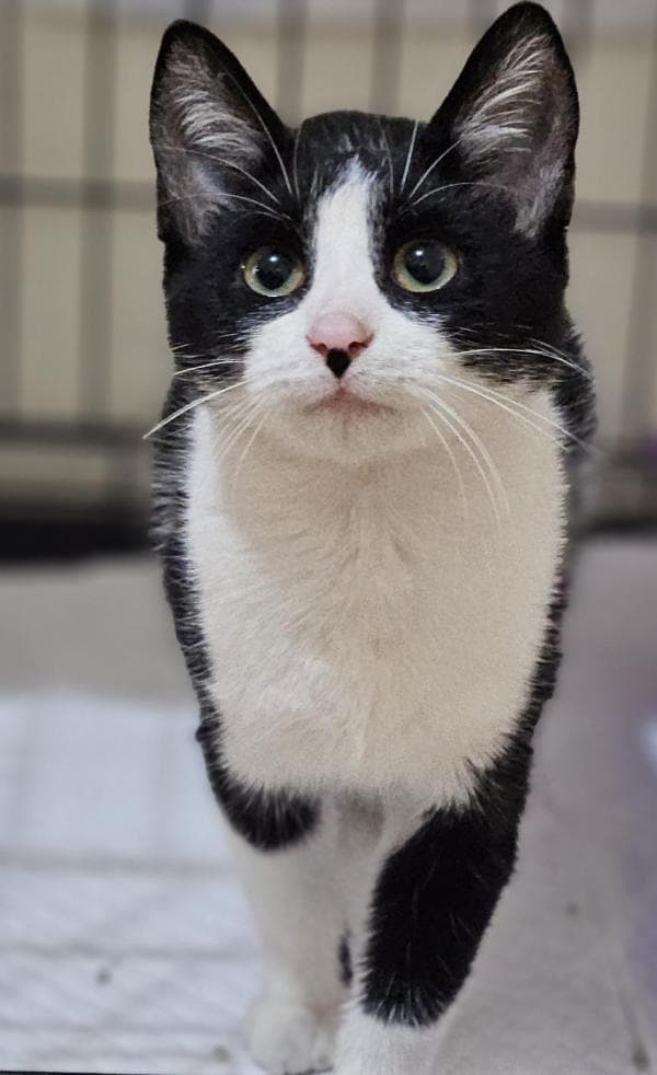 Katjie - Domestic Short Hair cat available for adoption at DCH Animal Adoptions in Sydney