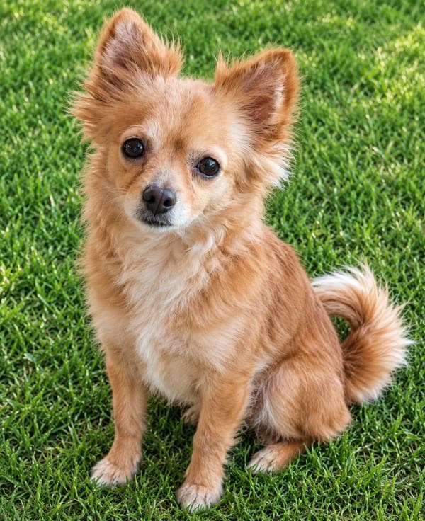 Holly - Pomeranian x available for adoption at DCH Animal Adoptions in Sydney