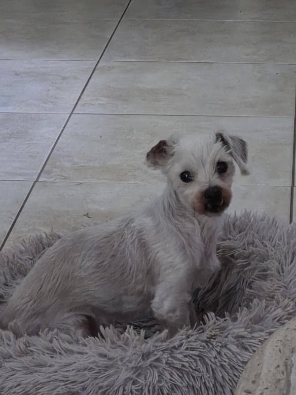 Alfie - Maltese Cross available for adoption in Sydney
