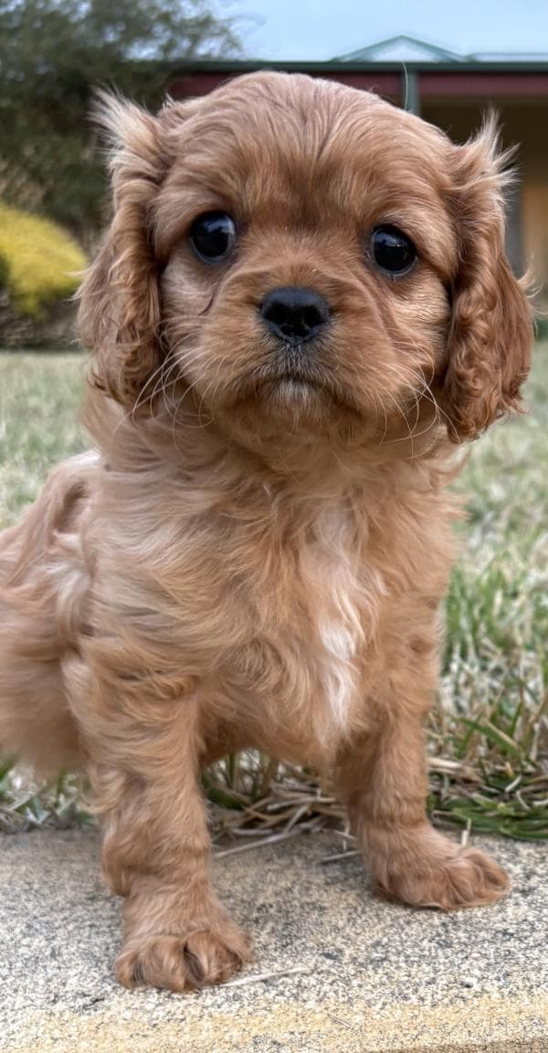 Albie - cavalier king charles spaniel available for adoption at DCH Animal Adoptions in Sydney