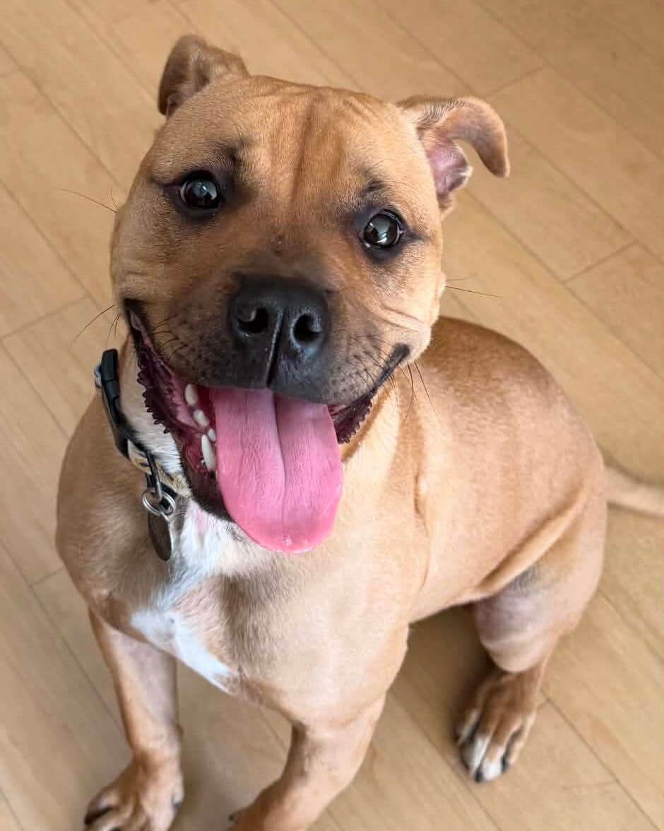Storm - Boxer x available for adoption at Dogs' Homes of Tasmania in Devonport