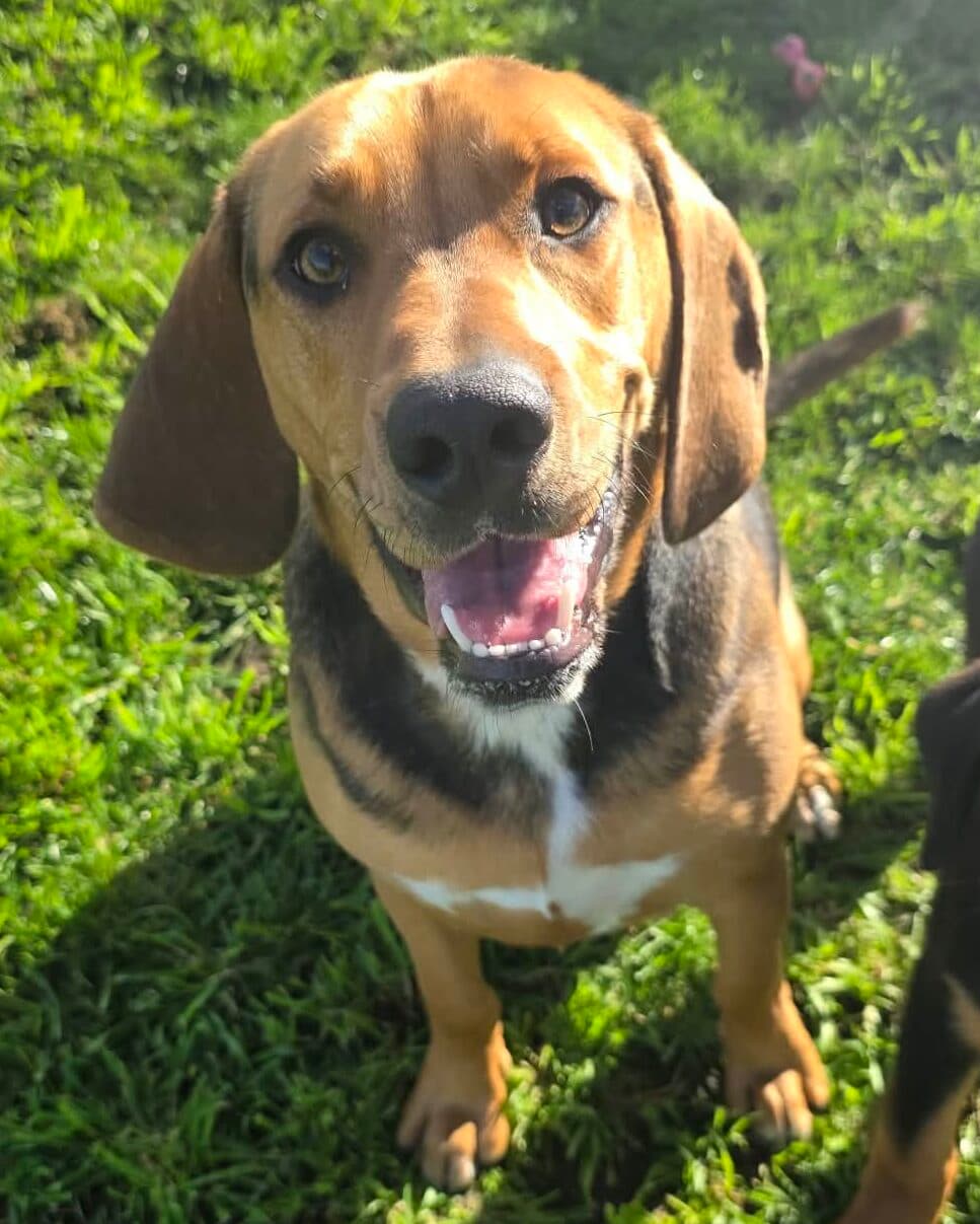Michael - Bloodhound x available for adoption at Dogs' Homes of Tasmania in Hobart