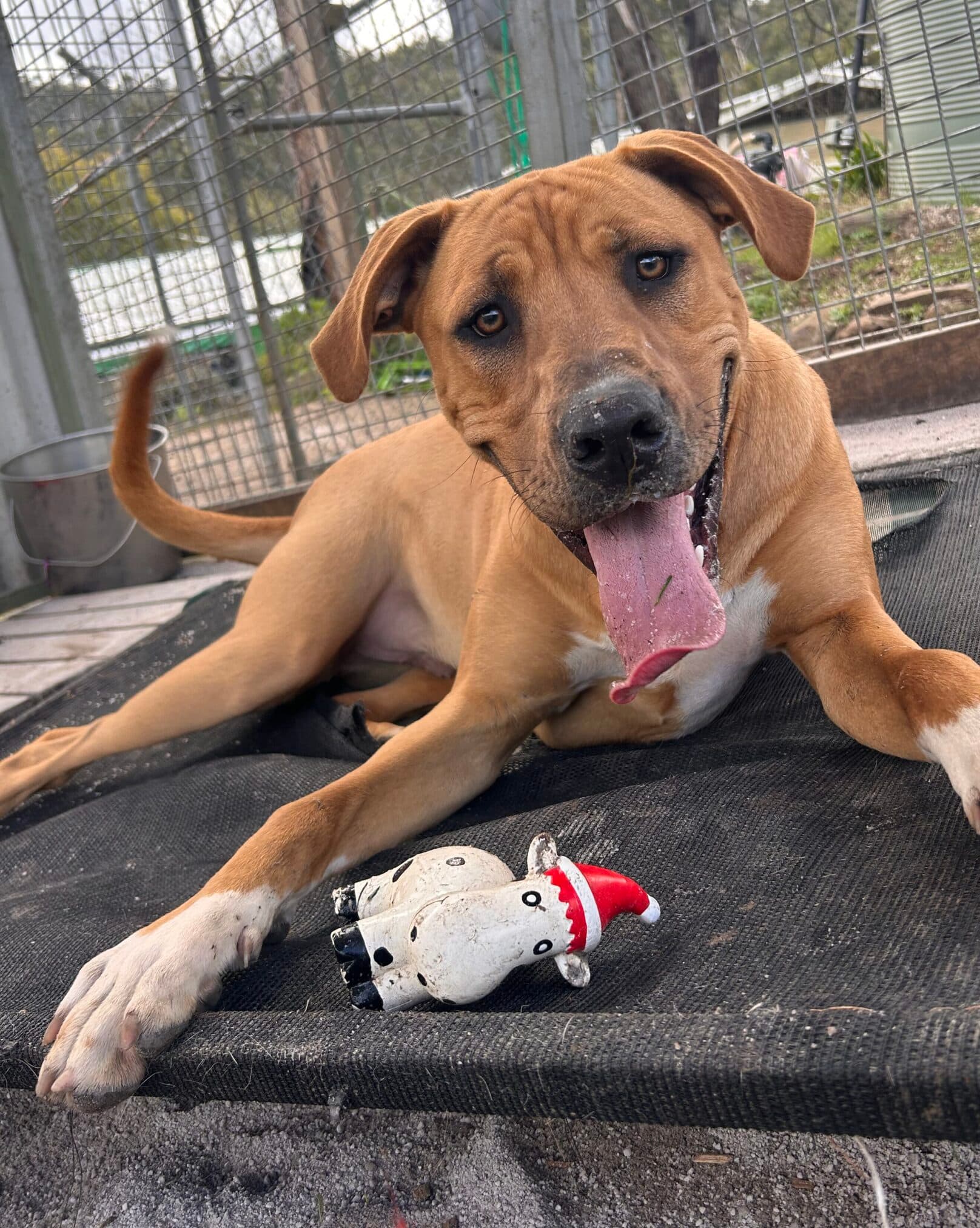 Mufasa - Great Dane x available for adoption at Dogs' Homes of Tasmania in Launceston